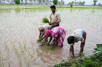 100 ரூ நோட்டை கண்ணில் காட்டினால் தான் சம்பா பயிறில் களை எடுப்போம்: சாமர்த்திய மிரட்டல்!