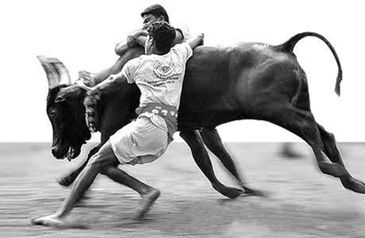 நாட்டு மாடுகளை அழிக்கவே ஜல்லிக்கட்டுக்கு தடை?