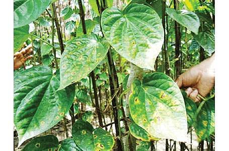 வெற்றிலை உற்பத்தி வீழ்ச்சி - விலையேற்றம்