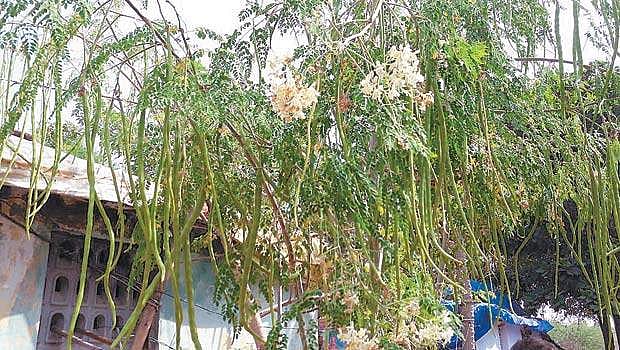 முருங்கைக்காய் தமிழ்ச் சொல்லா? - பிழையற்ற தமிழ் அறிவோம்! - 65