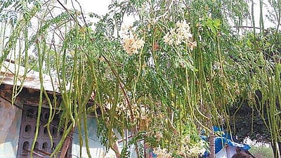 முருங்கைக்காய் தமிழ்ச் சொல்லா? - பிழையற்ற தமிழ் அறிவோம்! - 65