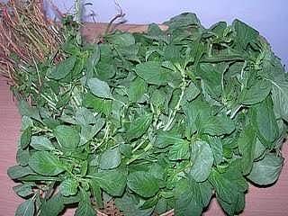 இன்றைய மருத்துவ சிந்தனை 23.11.2016சிறு கீரை