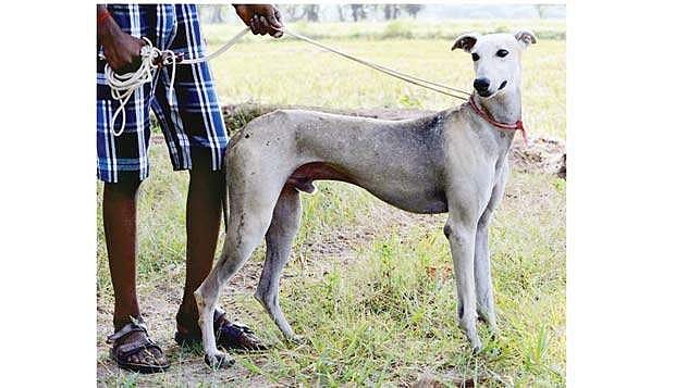 இனப்பெருக்க மையம் மூடப்படுவதால் நாட்டு நாய்கள் இனம் அழியும் அபாயம்