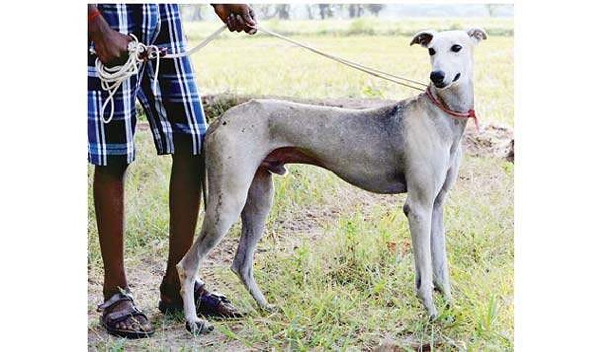 இனப்பெருக்க மையம் மூடப்படுவதால் நாட்டு நாய்கள் இனம் அழியும் அபாயம்