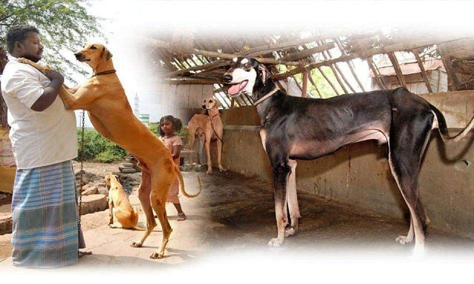 ஜல்லிக்கட்டுக்குத் தடை விதித்து நாட்டு மாடுகளை ஒழிப்பது போல, நாட்டு நாய்களையும் ஒழிக்க நினைக்கிறார்களா?!