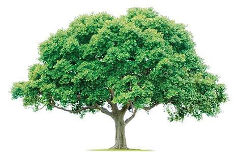 சென்னை சுற்றுச்சூழலை பாதுகாக்க 15 லட்சம் மரங்கள் தேவை!