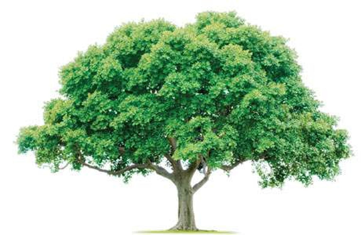 சென்னை சுற்றுச்சூழலை பாதுகாக்க 15 லட்சம் மரங்கள் தேவை!