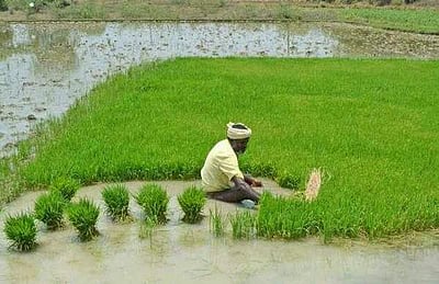 டிசம்பர் 23 - தேசிய விவசாயிகள் தினம்