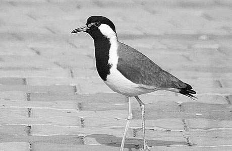 ஆனைச்சாத்தனும் ஆட்காட்டிப் பறவையும்