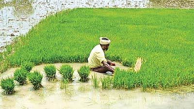 ரூ. 75,000-க்கும் மேல் பயிர்க்கடன்: தள்ளுபடி எவ்வளவு? விரிவான விவரம்!