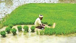 ரூ. 75,000-க்கும் மேல் பயிர்க்கடன்: தள்ளுபடி எவ்வளவு? விரிவான விவரம்!