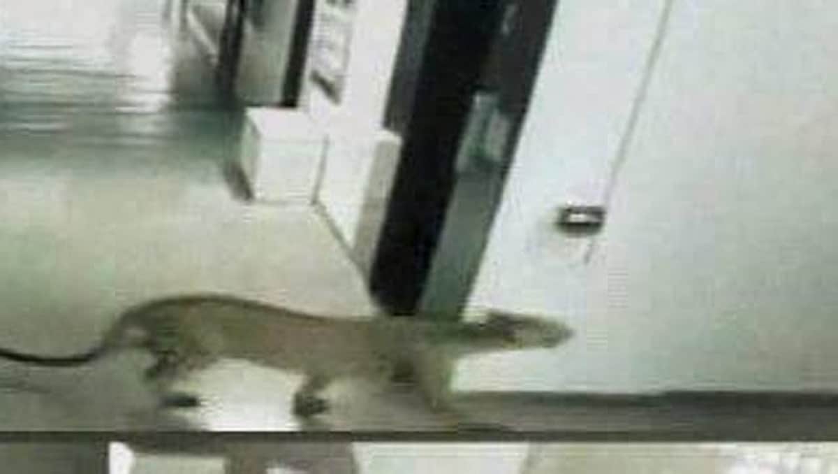 பெங்களூர் பள்ளியில் மீண்டும் சிறுத்தை நடமாட்டம்: மக்கள் அச்சம்