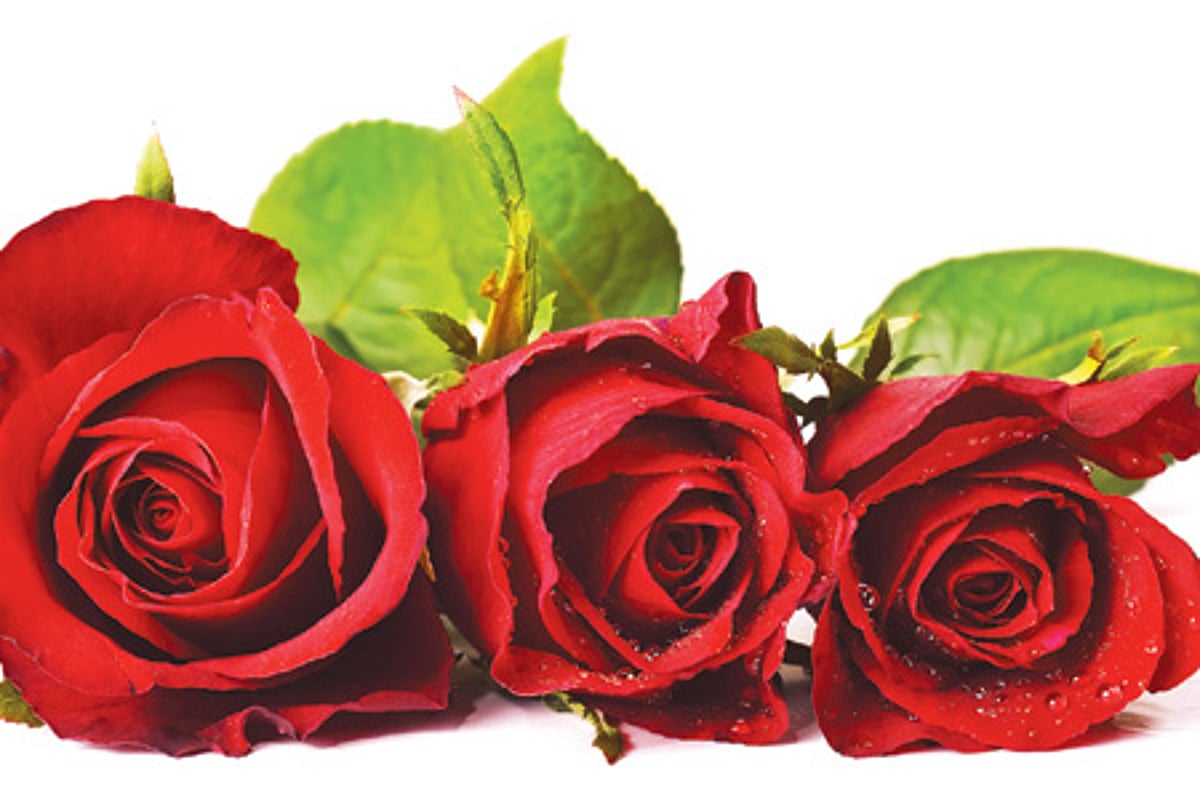 காதலர் தினத்தை முன்னிட்டு ஒசூரில் இருந்து 2 கோடி ரோஜா மலர்கள் ஏற்றுமதி