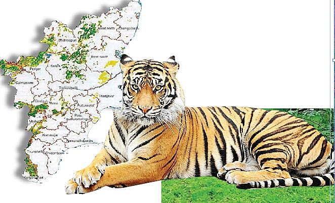 விஷம் வைத்துக் கொல்லப்பட்ட 9 புலிகள்!