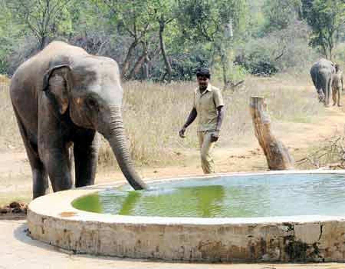 விலங்குகளும் குழந்தைகளே..!