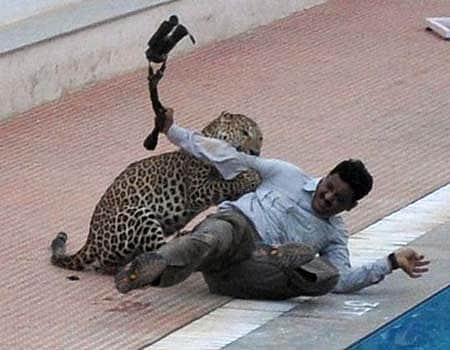 பெங்களூரு: பள்ளியில் பிடிப்பட்ட சிறுத்தை தப்பி ஓட்டம்