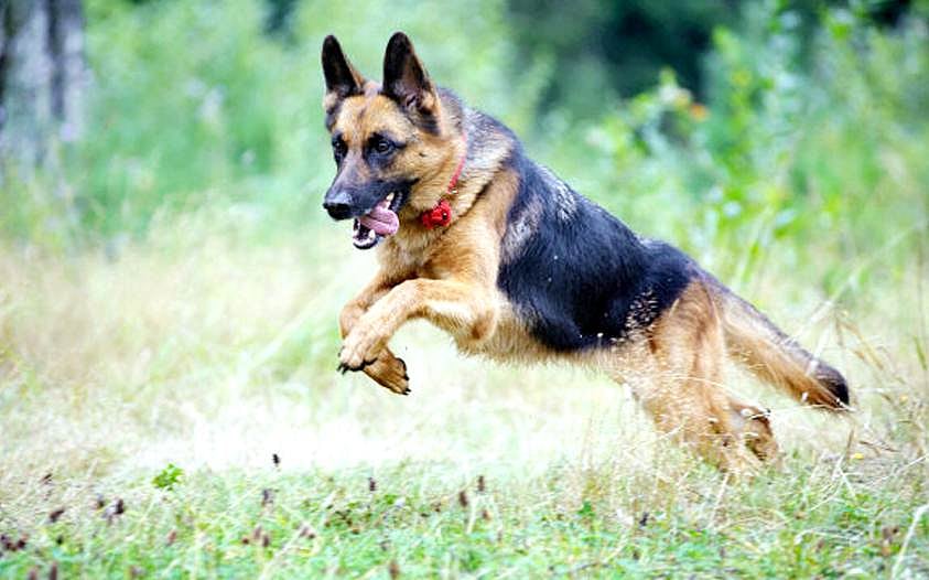 விலங்குகள் வேட்டையாடப்படுவதைத் தடுக்க மோப்ப நாய்கள்!