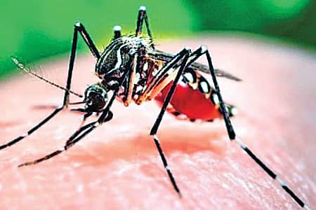 ராஜஸ்தானில் 22 பேருக்கு ஸிகா வைரஸ் பாதிப்பு: மத்திய சுகாதாரத்துறை