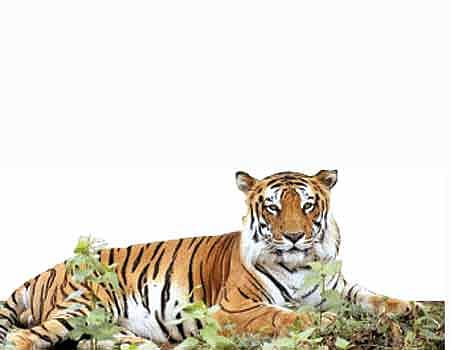 தமிழகத்தில் 2 ஆண்டுகளில் 24 புலிகள் உயிரிழப்பு!