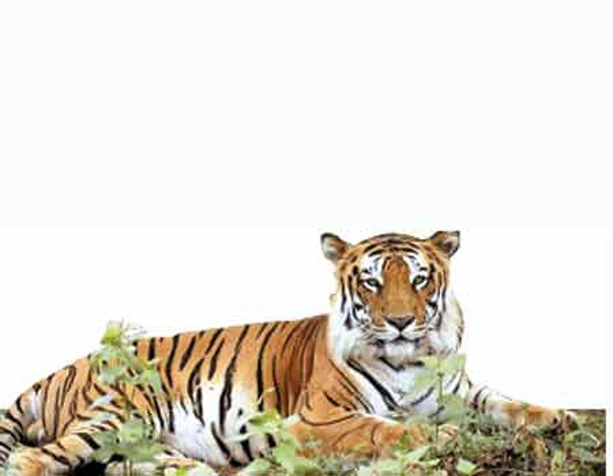 தமிழகத்தில் 2 ஆண்டுகளில் 24 புலிகள் உயிரிழப்பு!