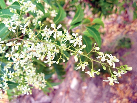 நோயின்றி வாழ உதவும் ஒரே விஷயம்.. வேப்பம் பூ... இலை... பட்டை