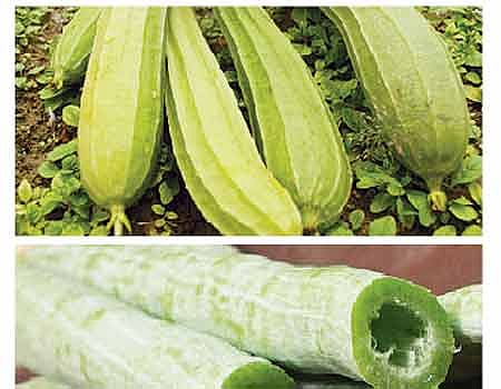 ஆயுள் காக்கும் ஆயுர்வேதம்: சிறுநீரகம் சீராகச் செயல்பட...!