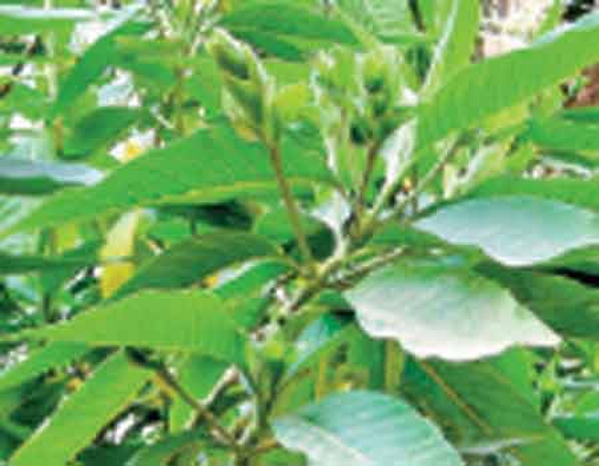 ஆயுள் காக்கும் ஆயுர்வேதம்: சிறுநீரகங்கள் சீராகச் செயல்பட...!