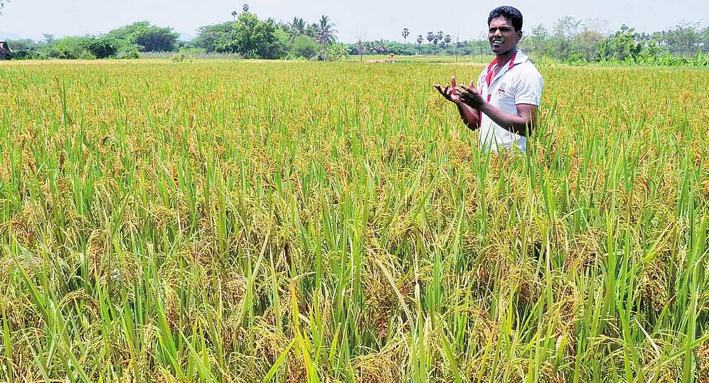 அறுவடைக்குக் காத்திருக்கும் "சேலம் சன்னா': இயற்கை விவசாயத்தில் களமிறங்கிய பட்டதாரி இளைஞர்