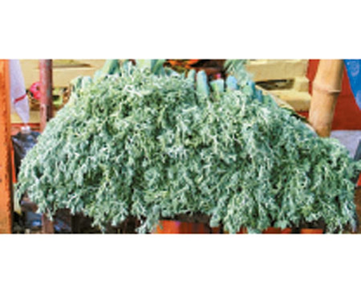 மரிக்கொழுந்து