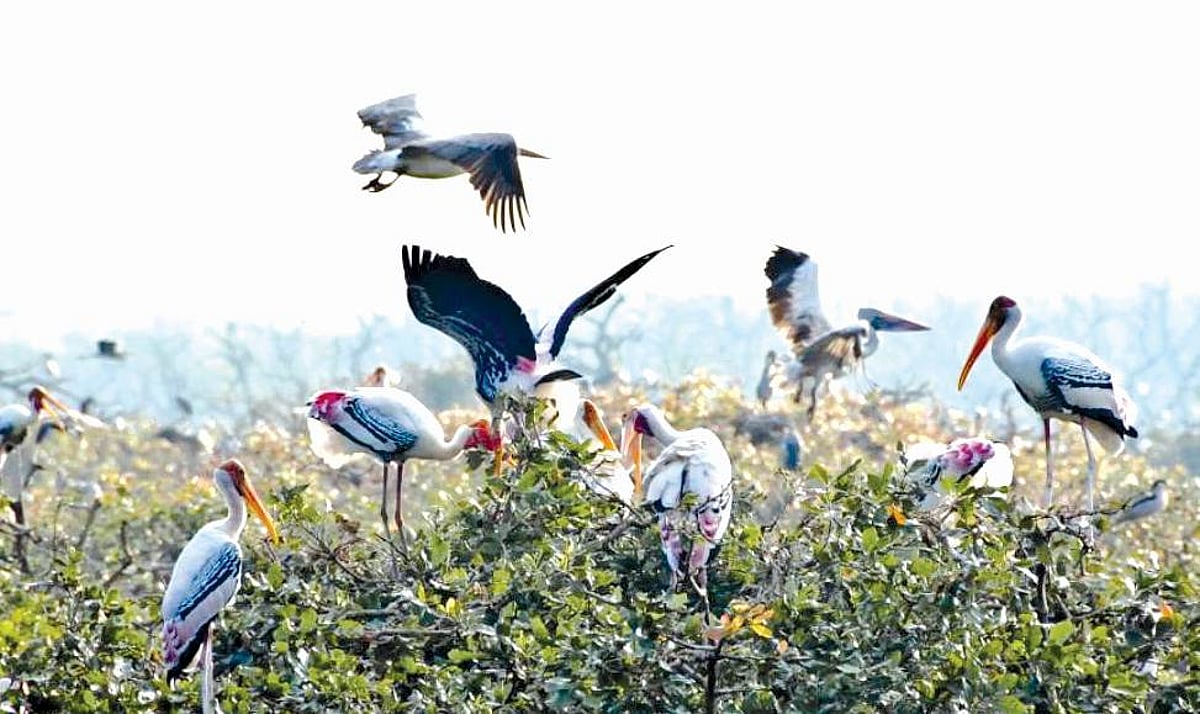 வேடந்தாங்கலுக்கு வந்தவை 33,895; பறக்க உள்ளவை 82,641