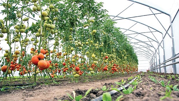 தோட்டக்கலை: சம்பாதியுங்கள் லட்சம் லட்சமாய்!