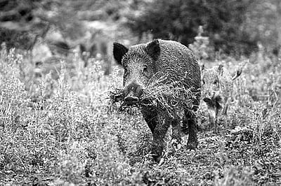 நேபாளத்தில் பரவும் ஆப்பிரிக்க பன்றிக் காய்ச்சல்