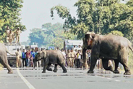 வழித்தட ஆக்கிரமிப்புகளால் ஊருக்குள் புகும் யானைகள்!