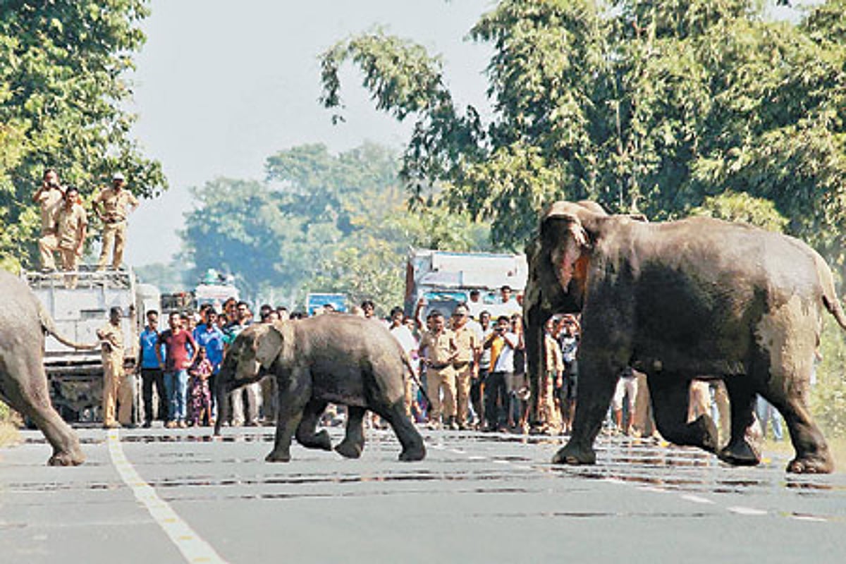 வழித்தட ஆக்கிரமிப்புகளால் ஊருக்குள் புகும் யானைகள்!
