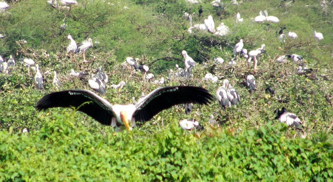 சொந்த நாடுகளுக்கு திரும்பின பறவைகள்: நாளை மறுநாள் முதல் வேடந்தாங்கல் சரணாலயம் மூடல்