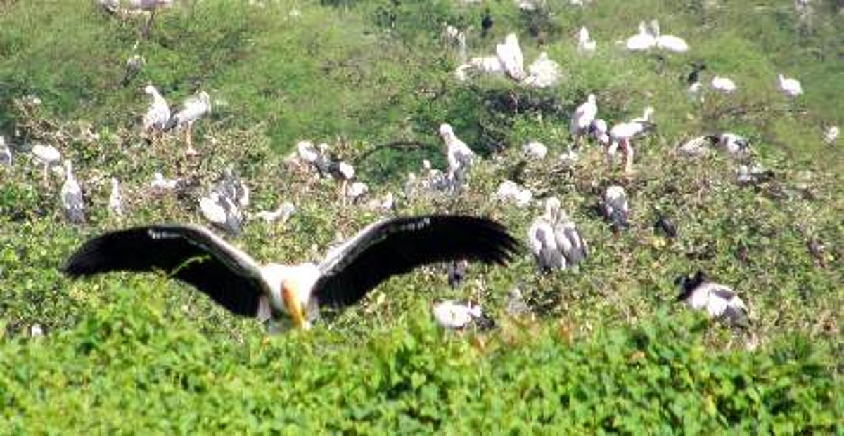 சொந்த நாடுகளுக்கு திரும்பின பறவைகள்: இன்றுடன் வேடந்தாங்கல் சரணாலயம் மூடல்