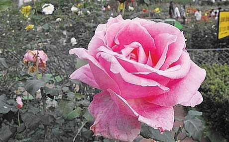 பூக்களின் ராணி..!