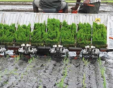 இயந்திரமுறை நெல் நடவுக்கான தொழில்நுட்பங்கள்