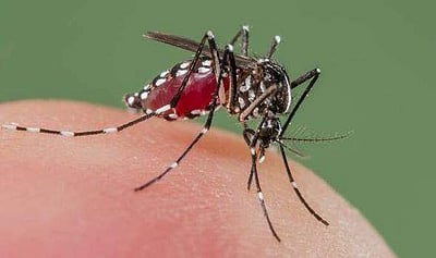 அரசு மருத்துவமனையில் டெங்கு கொசு ஒழிப்பு முகாம்