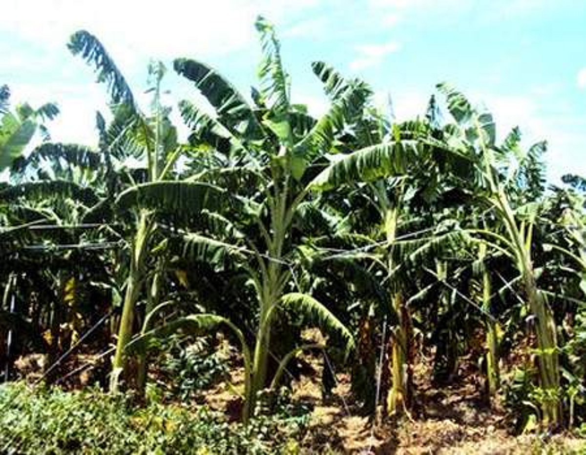 காவிரி கைவிட்டதால் தண்ணீரின்றி வாடும் 45 ஆயிரம் ஹெக்டேர் வாழை: பரிதவிப்பில் விவசாயிகள்