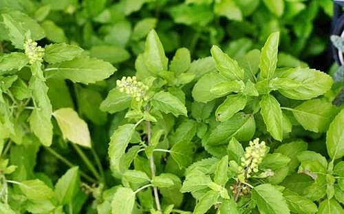 உடல் எடை குறைக்க இது உதவும்