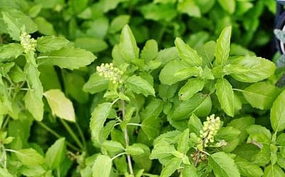 உடல் எடை குறைக்க இது உதவும்