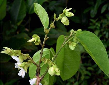 தாவரவியல் ஆராய்ச்சி மையத்தில் பணி