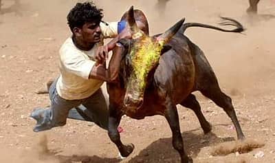 தடையை மீறி ஜல்லிக்கட்டு: கடலூரில் நாம் தமிழர் கட்சி நிர்வாகிகள் கைது! 