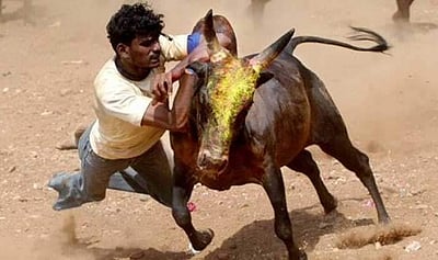 தடையை மீறி ஜல்லிக்கட்டு: கடலூரில் நாம் தமிழர் கட்சி நிர்வாகிகள் கைது! 