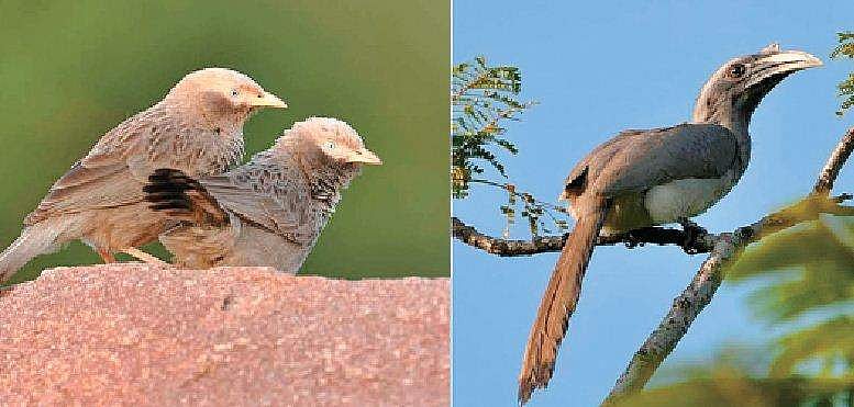 பொங்கல் பண்டிகை பறவைகள் கணக்கெடுப்: மூன்றாவது ஆண்டாக நடைபெறுகிறது