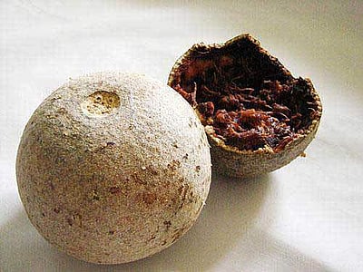 இன்றைய மருத்துவ சிந்தனை (16.01.2017) விளா மரம்