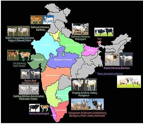 தமிழ்நாடு மட்டுமல்ல மேலும் 13 மாநிலங்கள் பீட்டாவால் பாதிக்கப்பட்டுள்ளன!
