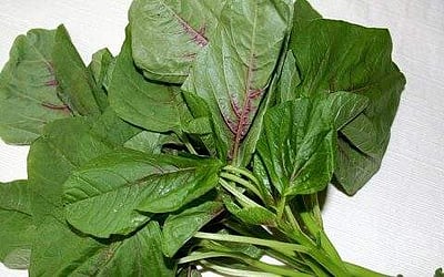 இன்றைய மருத்துவ சிந்தனை (21.1.2017) தண்டுக் கீரை