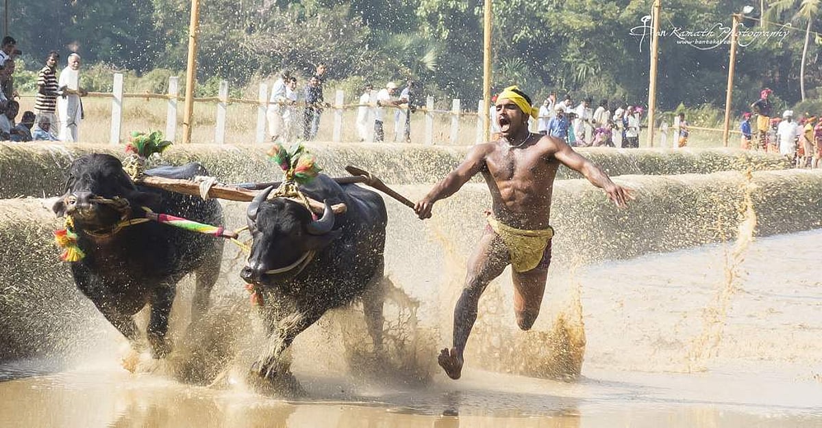 போராட்டத்தால் ஜல்லிக்கட்டு தடை நீங்குமென்றால் கம்பாலா தடையையும் நீக்க முடியும்: கர்நாடகா!